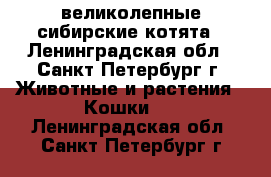 великолепные сибирские котята - Ленинградская обл., Санкт-Петербург г. Животные и растения » Кошки   . Ленинградская обл.,Санкт-Петербург г.